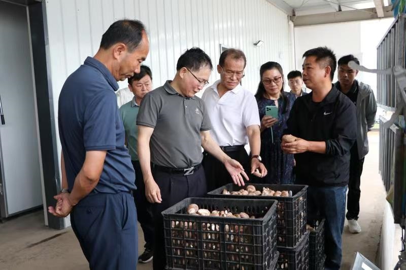 吳清平院士到會澤縣調研食用菌和包裝水產業發展工作